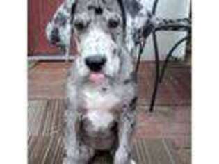 Great Dane Puppy for sale in Kemp, TX, USA
