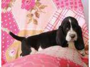 Basset Hound Puppy for sale in Alton, IA, USA