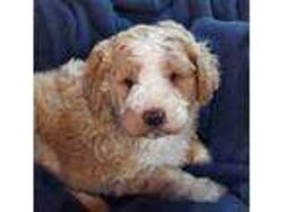 Mutt Puppy for sale in Austin, CO, USA
