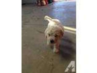 Goldendoodle Puppy for sale in SAVAGE, MN, USA