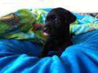 Labrador Retriever Puppy for sale in Kelso, WA, USA