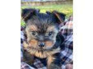 Yorkshire Terrier Puppy for sale in Caddo Mills, TX, USA