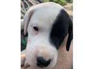 Great Dane Puppy for sale in Millis, MA, USA