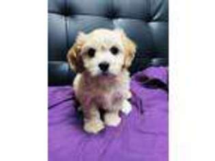Cavachon Puppy for sale in Muskego, WI, USA