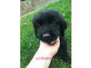 Newfoundland Puppy for sale in Crawfordsville, IN, USA