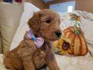 Goldendoodle Puppy for sale in Seymour, TN, USA