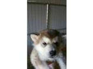 Alaskan Malamute Puppy for sale in Gainesville, GA, USA