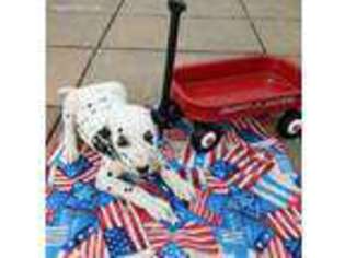 Dalmatian Puppy for sale in Saint Joseph, MO, USA