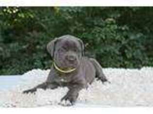 Cane Corso Puppy for sale in Womelsdorf, PA, USA