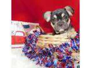 French Bulldog Puppy for sale in Pomona, MO, USA