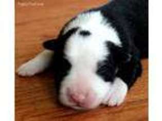 Border Collie Puppy for sale in Sevierville, TN, USA