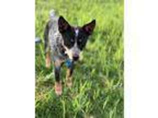 Australian Cattle Dog Puppy for sale in O Fallon, MO, USA