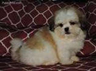 Mal-Shi Puppy for sale in Dade City, FL, USA