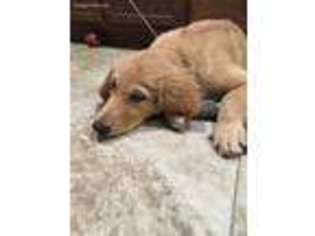 Golden Retriever Puppy for sale in Fort Worth, TX, USA