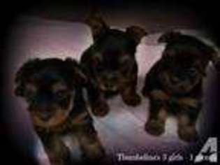 Yorkshire Terrier Puppy for sale in WEST CONCORD, MN, USA