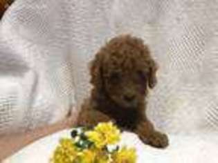 Mutt Puppy for sale in Auburn, PA, USA
