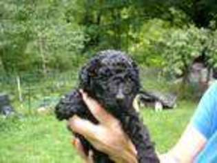 Mutt Puppy for sale in Walton, NY, USA