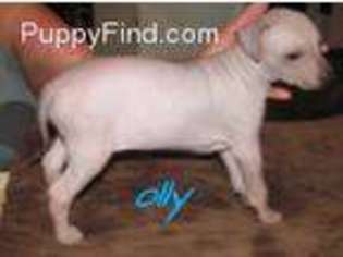 American Hairless Terrier Puppy for sale in Willard, UT, USA
