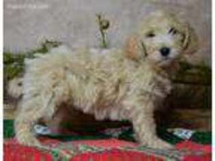 Goldendoodle Puppy for sale in Howe, IN, USA