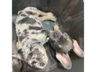 French Bulldog Puppy for sale in Dacula, GA, USA