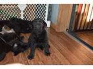 Labrador Retriever Puppy for sale in Hickory, PA, USA