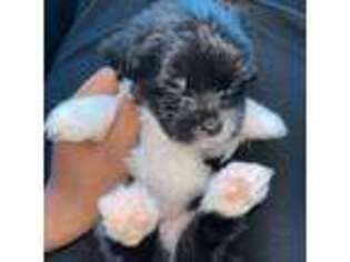 Maltese Puppy for sale in Campbell, CA, USA