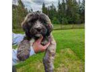Mutt Puppy for sale in Maple Valley, WA, USA