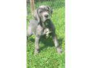 Great Dane Puppy for sale in Muncie, IN, USA