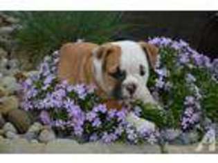 Olde English Bulldogge Puppy for sale in ARLINGTON, OH, USA