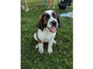 Saint Bernard Puppy for sale in English, IN, USA