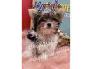 Yorkshire Terrier Puppy for sale in Beaumont, TX, USA