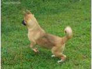 Akita Puppy for sale in Hummelstown, PA, USA