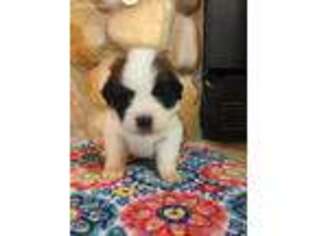 Saint Bernard Puppy for sale in Edmond, OK, USA