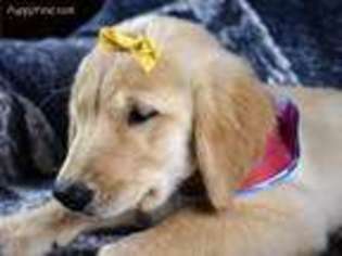 Golden Retriever Puppy for sale in Cibolo, TX, USA