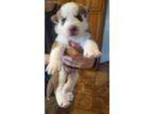 Siberian Husky Puppy for sale in Meeker, CO, USA