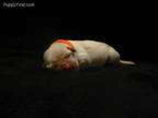 Labrador Retriever Puppy for sale in Springville, AL, USA