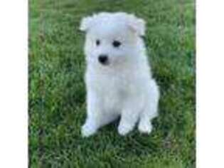 American Eskimo Dog Puppy for sale in Horseheads, NY, USA