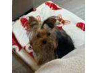 Yorkshire Terrier Puppy for sale in Sylmar, CA, USA