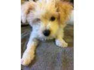 Mutt Puppy for sale in Spring Valley, CA, USA