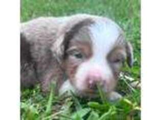 Australian Shepherd Puppy for sale in Montgomery, TX, USA