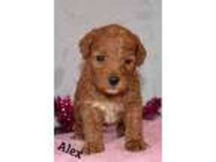 Cavapoo Puppy for sale in Loganton, PA, USA