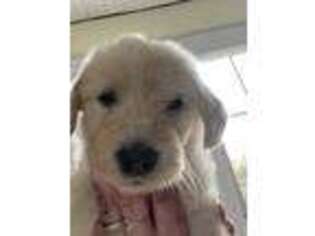 Goldendoodle Puppy for sale in Springfield, ME, USA