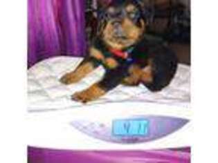 Rottweiler Puppy for sale in Socorro, NM, USA