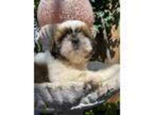 Mutt Puppy for sale in Cumberland, RI, USA