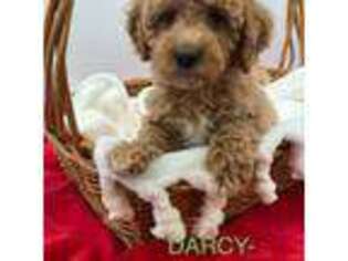 Cavapoo Puppy for sale in Greer, SC, USA