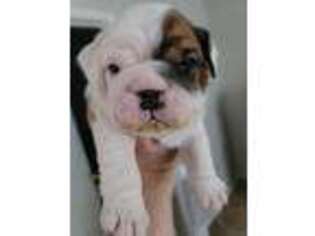 Bulldog Puppy for sale in Avondale, AZ, USA