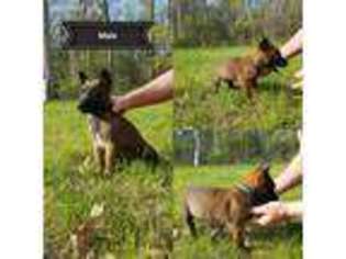 Belgian Malinois Puppy for sale in White Cloud, MI, USA