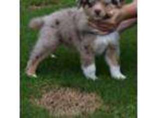 Miniature Australian Shepherd Puppy for sale in Calera, AL, USA