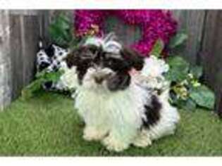 Havanese Puppy for sale in South Bend, IN, USA
