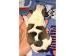 Jack Russell Terrier Puppy for sale in Columbia, MO, USA